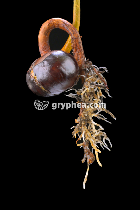 Racines sur jeune plant de Marronnier (Aesculus hippocastanum) - gryphea.org